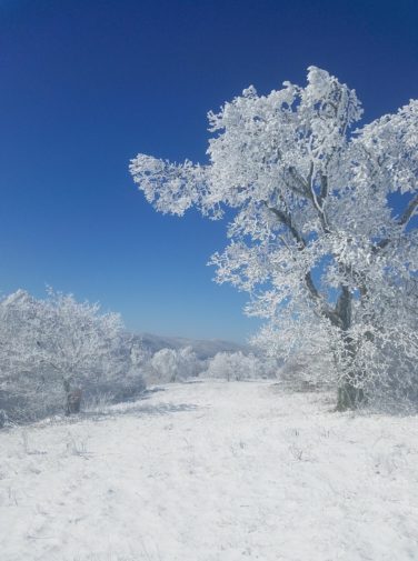 bob bald hike during winter