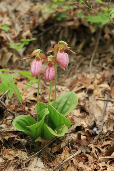 Lady Slipper