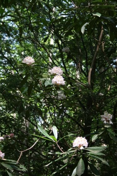 rhododendron at long creek falls